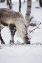 Naklejki Reindeer Eats in a Winter Forest