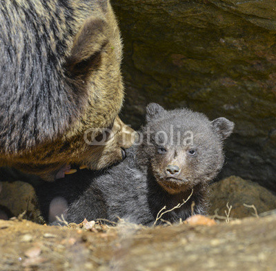 little brown bear and his mother