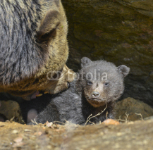 Naklejki little brown bear and his mother