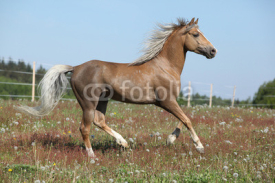 Naklejki Gorgeous stallion running on spring pasturage