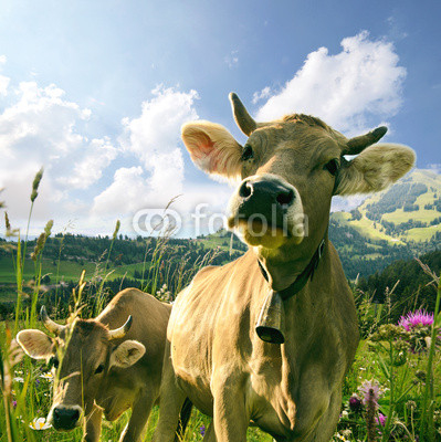 Glückliche Kühe