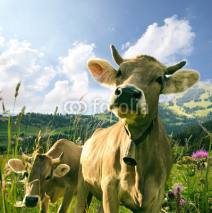 Fototapety Glückliche Kühe