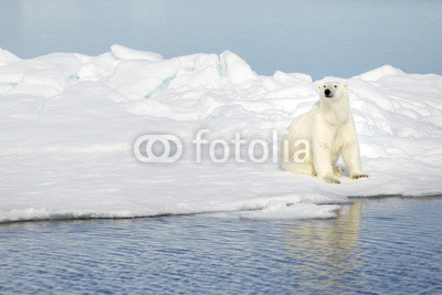 Polar bear at Svalbard