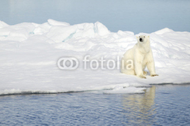 Naklejki Polar bear at Svalbard