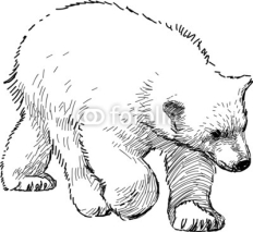 Fototapety polar bear cub