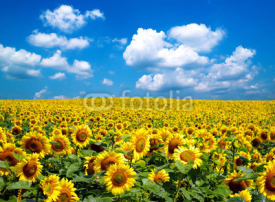 Naklejki sunflower field