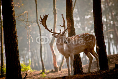 Wild deer in the morning