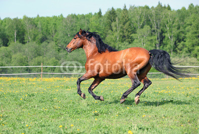 Thoroughbred racer runs on a green summer meadow