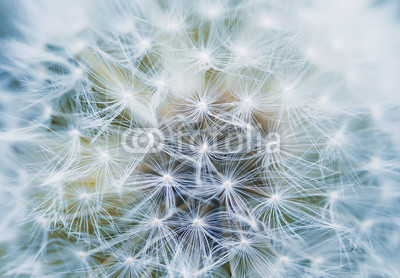 fluffy and airy inflorescence of a dandelion closeup