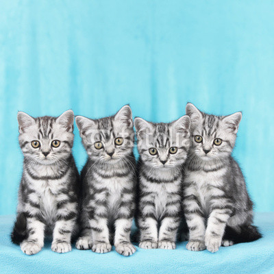 Vier Britisch Kurzhaar Katzen nebeneinander 