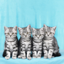 Fototapety Vier Britisch Kurzhaar Katzen nebeneinander 