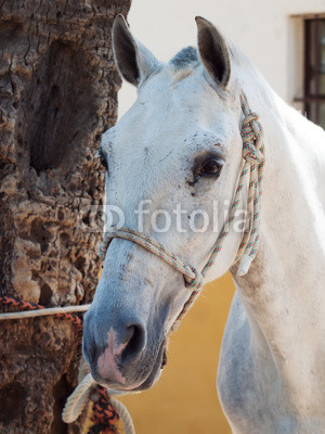 portrait of beautiful Andalusian white horse. close up