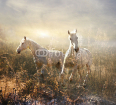 Fototapety white horse galloping on meadow