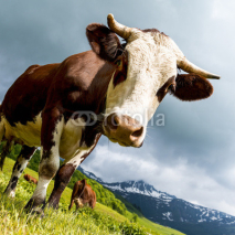 Naklejki Alpine cow