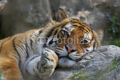 Tigre in relax