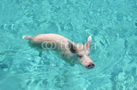 Obrazy i plakaty Famous swimming pigs of Exuma Cays, Bahamas