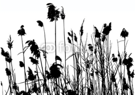 Fototapety reeds