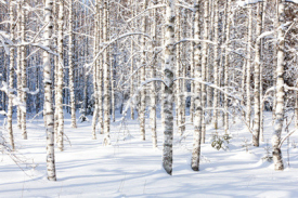 Obrazy i plakaty Snowy birch trunks