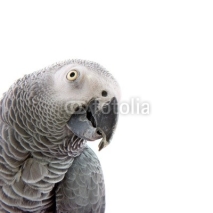 Naklejki African grey parrot