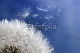 Fototapety Dandelion clock dispersing seed
