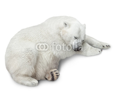 one polar bear