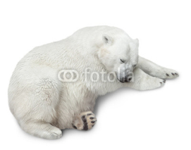 Fototapety one polar bear