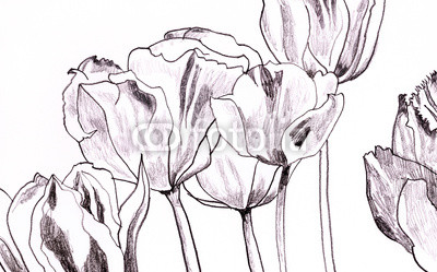 tulpen-zeichnung auf weiß