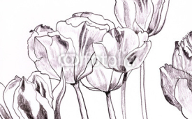 Fototapety tulpen-zeichnung auf weiß