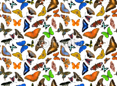 seamless background from many butterflies