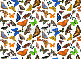 Obrazy i plakaty seamless background from many butterflies