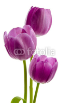 Naklejki Drei lila Tulpen