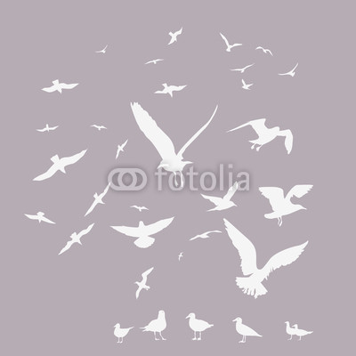 pack of seagulls print