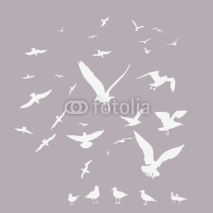 Fototapety pack of seagulls print