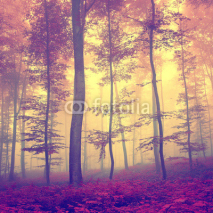 Vintage autumn forest