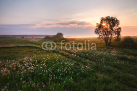 Naklejki Sunrise in a rural field