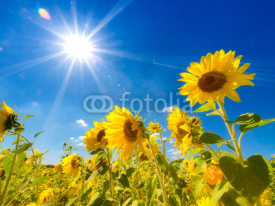 Naklejki Sunflowers field