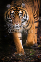 Naklejki Tiger Walking out of Shadow