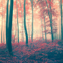 Fototapety Red vintage forest