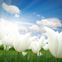 Fototapety Tulip field