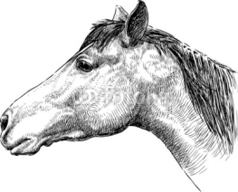 Naklejki profile of horse head