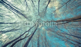 Trees Web Background
