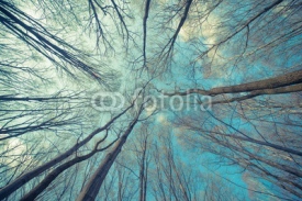 Fototapety Trees Web Background