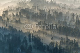 Fototapety Coniferous Forest with sun beam at Bromo Tengger Semeru National Park, East Java, Indonesia