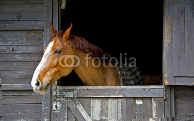 Horse on stable