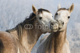 Fototapety Funny horses