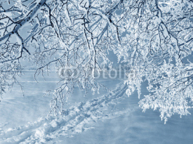 Fototapety Winter nature