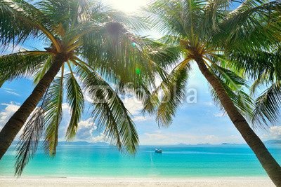 Island Paradise - Palm trees hanging over a sandy white beach