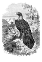 Fototapety Eagle - Aigle - Adler