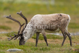 Fototapety Ren, Reindeer, Rangifer tarandus