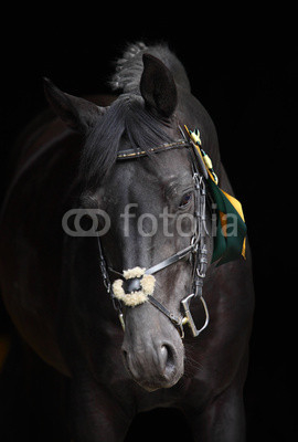 Amazing black stallion head on a black background